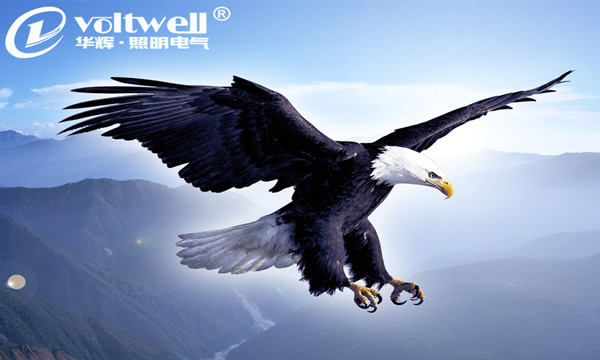 華輝照明-鷹之謀